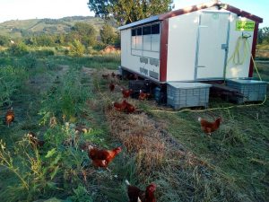 Iles Feray - poules